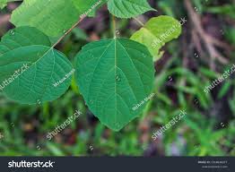 Image result for Alchornea cordifolia
