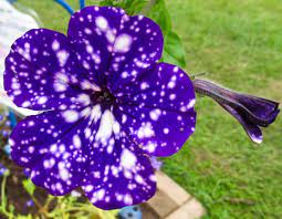 Night Sky The Deep Purple Blue Single Flowers Are Unpredictably Speckled In Large And Small White Spots So They Lo Single Flower Petunias Blue And Purple
