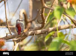 Image result for Combretum paniculatum