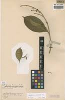 Image result for Craterispermum schweinfurthii