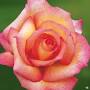 Profile Picture of Rose 'Sheila's Perfume' - Green Acres Nurseryon Google