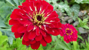 Angustifolia) could be called a heritage flower, simply because it has excellent cut flowers. Zinnias How To Plant Grow And Care For Zinnia Flowers The Old Farmer S Almanac