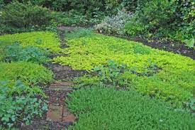A variety of factors caused grass lawns to become more popular. Eco Friendly Grass Alternatives For A Low Maintenance Lawn Lawnstarter