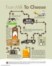 How Cheese Is Made Cheese Starter Cultures Milk