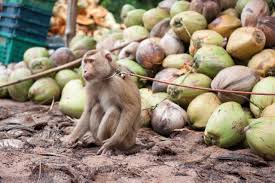 How to download monkey app after its been deleted ios/android fix/use monkey app in any country. New Footage Of Monkey Labor In Thai Coconut Farms One Green Planet