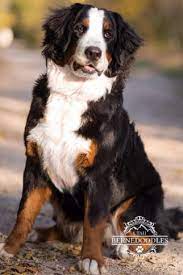 These dogs are brimming with personality and intelligence from their poodle side while retaining the cool, calm demeanor and eagerness to please from their bernese mountain dog mother. Asya Bernese Mountain Dog Utah Bernedoodles