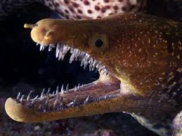 There are 200 different species of moray eel found in fresh, marine and brackish waters. Diver Loses Thumb Feeding Moray Eels Not For The Squeamish