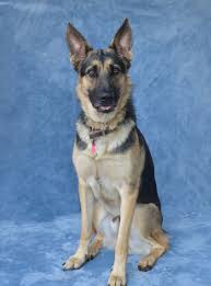 Black And Silver German Shepherd Puppies For Sale In Nc Adopt Charlie On In 2020 Beautiful Dogs Dog Adoption Dog Love