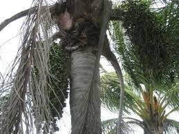 Another local palm tree that has several edible attributes is the chilean wine palm (jubaea chilensis), one of the hardiest of all the world's palm trees and perhaps the second most hardy of all the pinnate palms (butia being the hardiest). Are These Palm Tree Small Fruits Edible