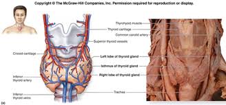 These in humans include part of the esophagus, the larynx, trachea, and thyroid gland, major blood vessels including. Ftca The Science And Application Of Human Anatomy Series Continued