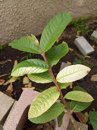 Los Angeles Ca My Young Guava Plant Leaves Are Losing Color And Some Are Turning Red Anyone Know Why Nutrients Deficiency O Plant Leaves Guava Plant Plants