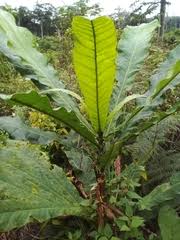 Image result for Schinziella tetragona