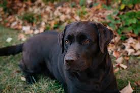 Mack is an english labrador puppy. Ashling Place Labradors Ohio Labradors Home