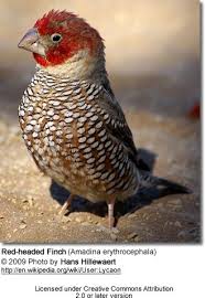 Finch Very Small Birds Of South Africa Pin On Bird Portraits