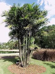 Muda de Palmáceas - Mudas Frutabella