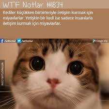 Kediler Neden Miyavlar Sesliharfler