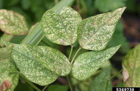 Image result for spider mites cucumber plants