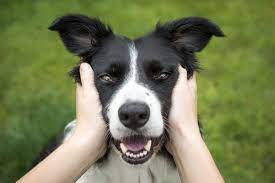 Dog People Rejoice: Owning A Pup Is Good For Your Cardiovascular Health :  Shots - Health News : Npr