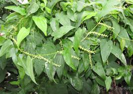 Image result for Syngonanthus longibracteatus
