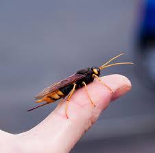 Giant Wood Wasp By Michael Arkins Via Flickr Wood Wasp Bees And Wasps Wasp