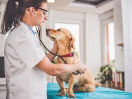 If you dog has more stomach gurgling in the evening, but at not other time, this is probably normal do you have a question for our veterinarian about a dog stomach problem? Warning Signs Of Cancer In Dogs