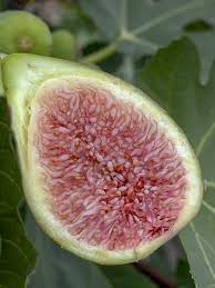 Figuier Dalmatie Ficus Carica Dalmatie Le Jardin Du Pic Vert
