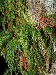 Image result for Abrodictyum