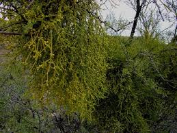 Image result for Viscum congolense