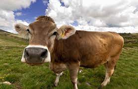 Origin Of Modern Cows Traced To Single Herd Wired