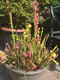 Growing Hardy Carnivorous Plants – Black Gold