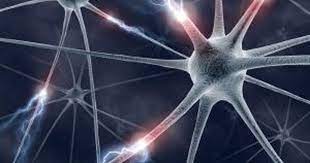 Video: Cellular Self-Destruct Pathways Keep Brain Cells Alive During Viral  Infections