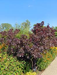 Image result for Cogniauxia