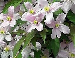 We did not find results for: February And March Is The Time To Prune Clematis The Sunday Gardener Explains How