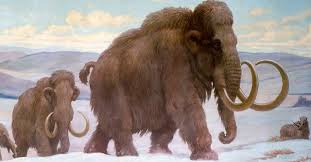 Resurrected Mammoth Dna Placed On Human Cells Wooly Mammoth Mammoth Prehistoric Animals