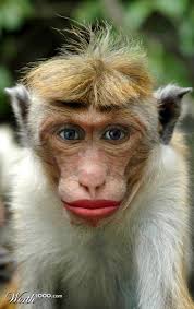 Monkey Worth1000 Contests Monkeys Funny Funny Animal Videos Smiling Animals