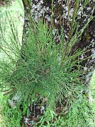 Image result for Casuarina verticillata