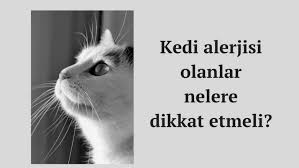 Kedi Alerjisi Belirtileri Nelerdir Kedi Alerjisi Teshisi Ve Tedavisi Doktoransiklopedisi