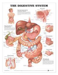The Digestive System Laminated Anatomical Chart In 2021 Human Digestive System Digestive System Anatomy Human Body Anatomy
