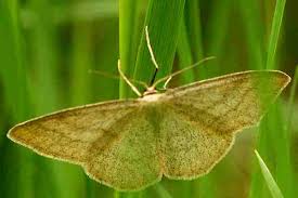 Image result for Scopula ternata