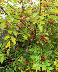 Du poivre dans votre jardin - Le noyau du jardin