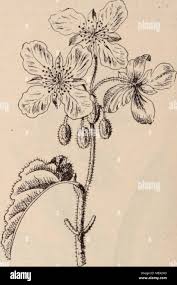 Image result for Sparrmannia ricinocarpa