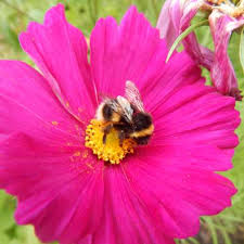Check spelling or type a new query. 30 Fantastic Garden Flowers For Bees