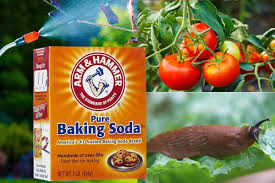 Sodium bicarbonate is a salt that breaks down to form sodium and bicarbonate in water. 30 Ways To Use Natural Baking Soda For Plants In The Garden