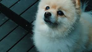 Dog Price List In India 2022 150 Breeds