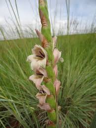 Image result for Gladiolus crassifolius