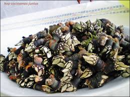 En una olla ponemos agua, como para que cubra los percebes, a la que añadimos 3 ó 4 hojas de laurel seco y un puñados y medio de sal gorda por cada kilo de. Percebes Gallegos Hoy Cocinamos Juntos