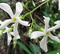 Jasmine confederate qty 60 live plants fragrant easy to grow vine showy blooms. Confederate Jasmine 2 5 Quart Vines Vines Flowering Gardener Direct