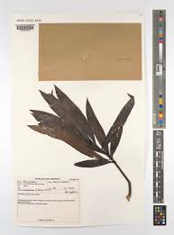 Image result for Faurea racemosa