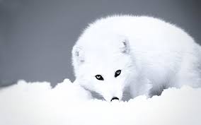 Snow Fox Wallpapers Top Free Snow Fox Backgrounds Wallpaperaccess We have 77+ amazing background pictures carefully picked by our community. snow fox wallpapers top free snow fox