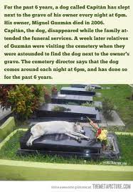 A Touching Story Touching Stories Dogs Animal Stories